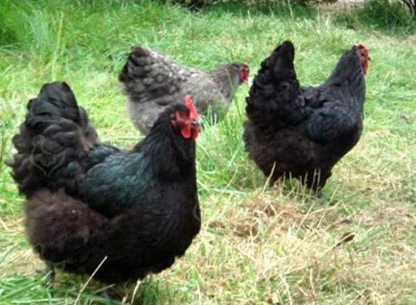 Изборът на кокошки е лесен: те имат твърдо, ярко червено миди, неконсолидиран корем