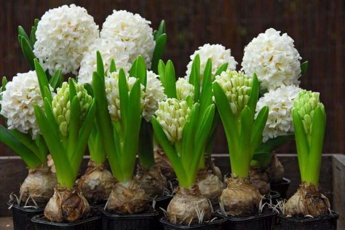 Pagpipilit ng mga hyacinth hanggang Marso 8