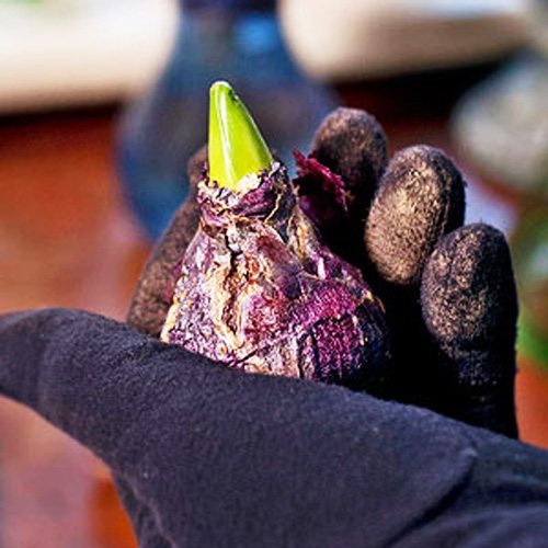 Tvingar hyacinter till salu