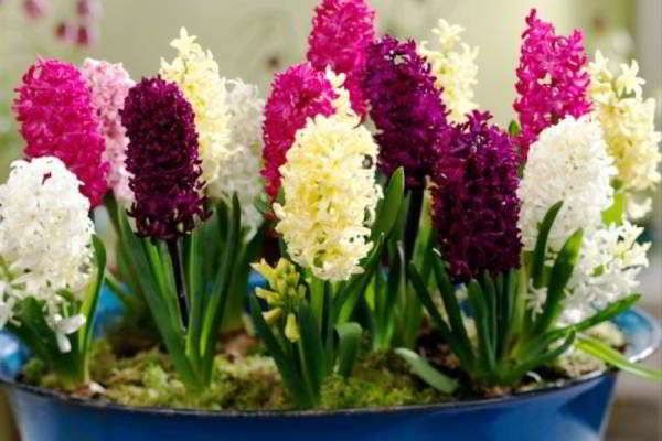Tvingar hyacinter hemma under nyåret den 8 mars - steg-för-steg-videoinstruktioner