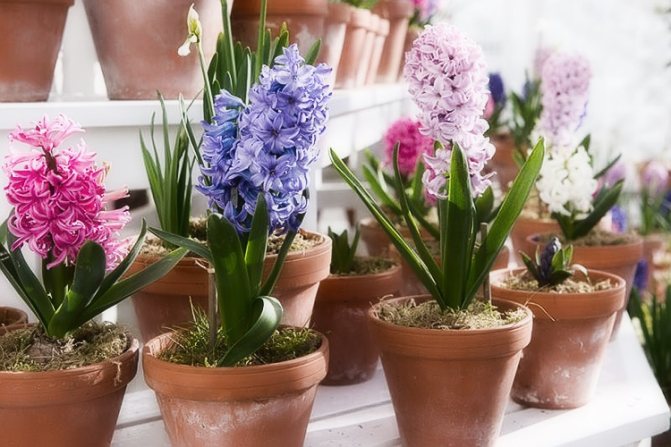 Forcing hyacinths: variety selection, preparation, planting, care