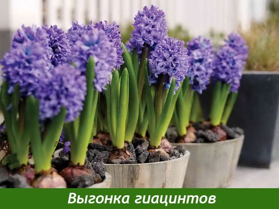 Forcing hyacinths