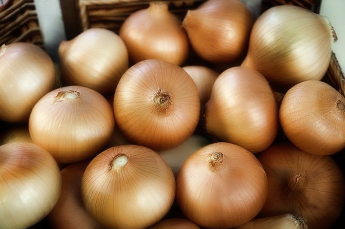 Forcing onions on a feather: methods, varieties and care