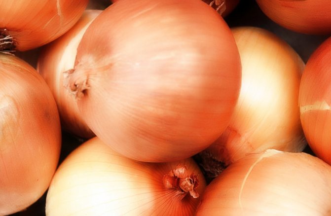 Vnucování cibule na peří: metody, odrůdy a péče