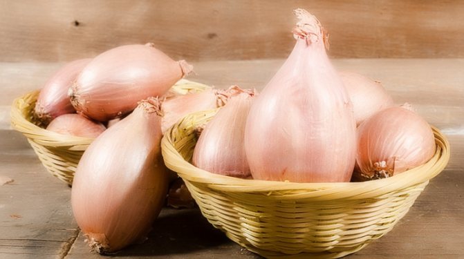Forcing onions on a feather: methods, varieties and care
