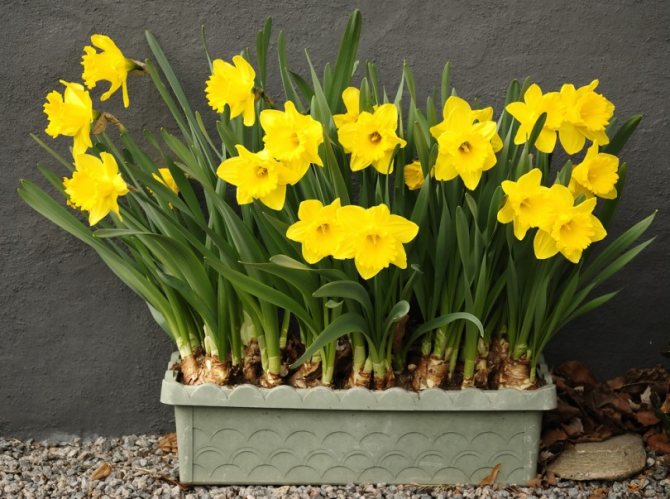 Pinipilit ang mga daffodil sa bahay