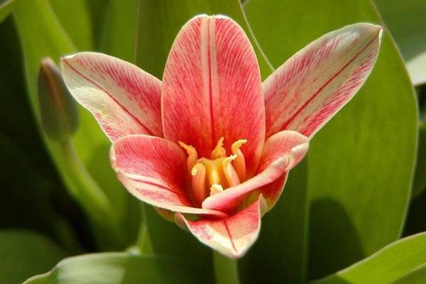 Varieti tulip dapat disuling: Kaufman dan Foster, kelas "Triumph", awal, rendah dan sederhana