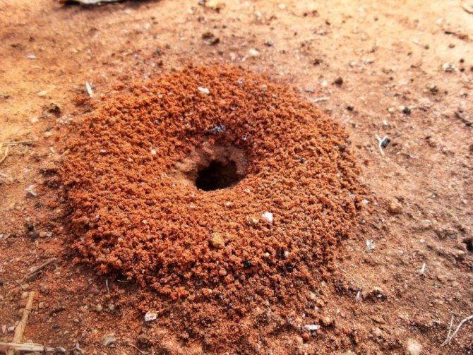 Výstup z mraveniště