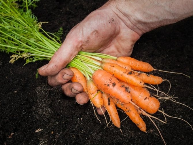 Изкопани моркови
