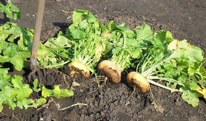 dug turnip with tops in the garden