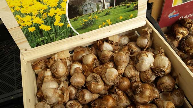 Dug up daffodil bulbs should be placed in a shady and cool place.