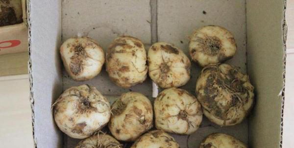 Dug out hazel grouse bulbs for storage should be sprinkled with sand