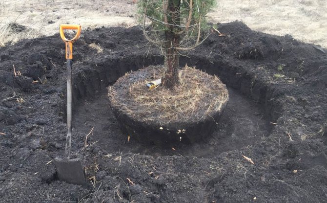 Digging a tree
