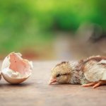 Излюпване на пилета от яйце