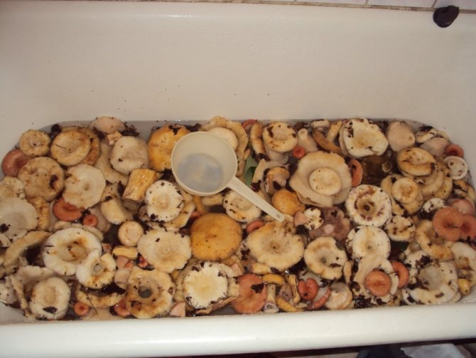 Namáčení mléčných hub je jiné ... někdy je!