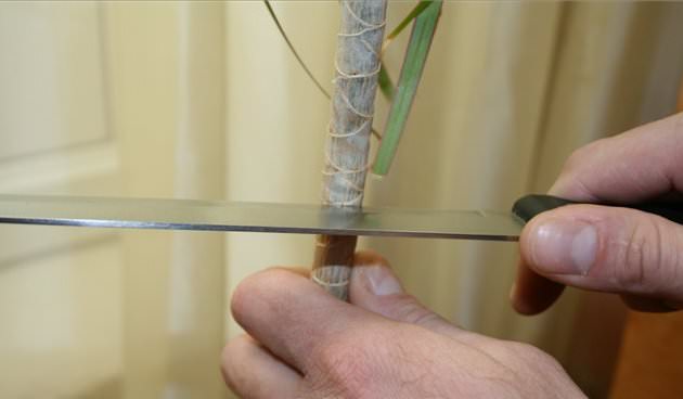 Performing the initial pruning of tall dracaena, using a sharp and clean knife, the upper part on the plant is cut