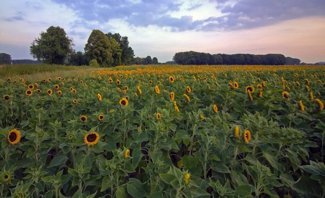 grown sunflowers in the field
