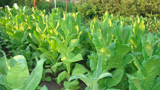 pěstovaný tabák v zeleninové zahradě