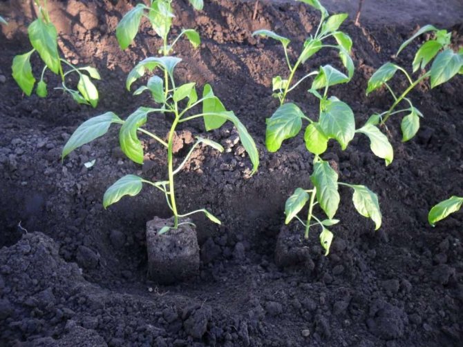 نزرع دروموند فلوكس من البذور - وصف لأصناف الفلوكس الشعبية
