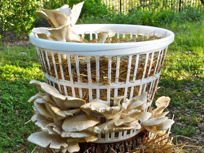 We grow mushrooms in the country. Oyster mushroom