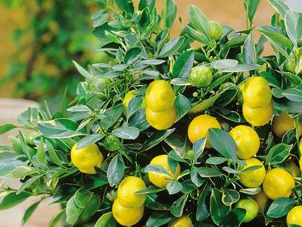 Odling av citron - avelsmetoder