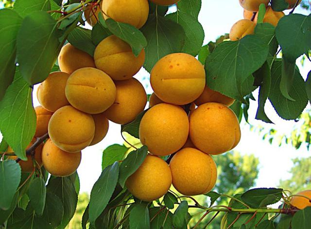 growing apricots