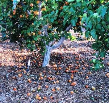 culture des abricots dans les variétés de l'Oural