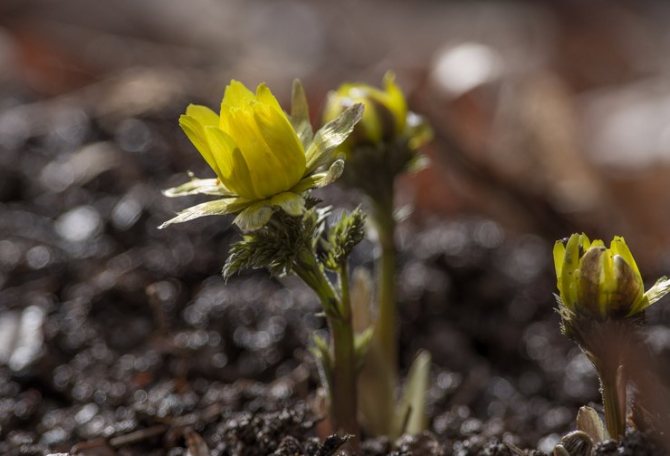 Growing adonis from seeds