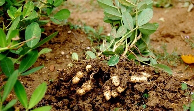 växande jordnötter