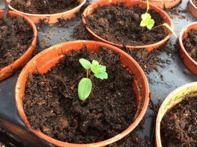 Growing Astrantia from seeds