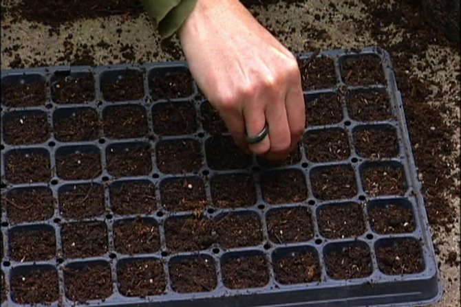 pěstování astry ze semen doma