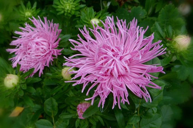 Growing asters: variety selection, planting, care