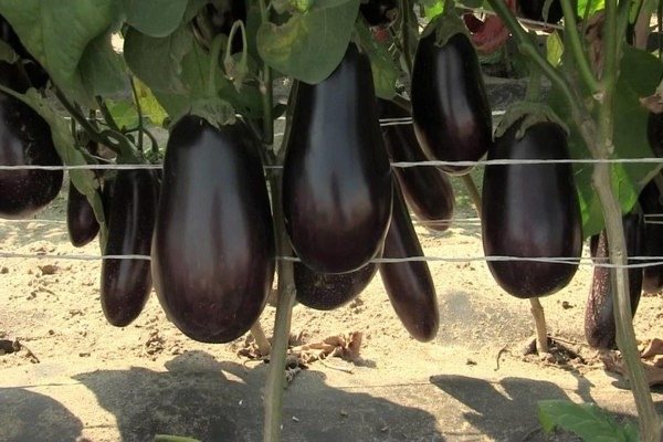 Growing eggplant