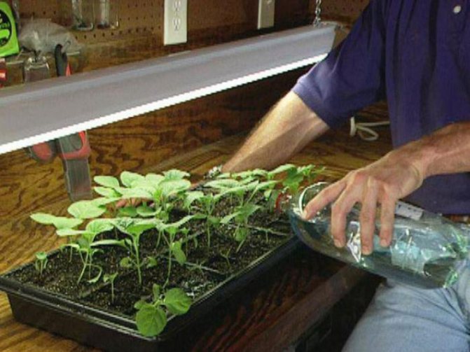 Växande äggplantor i ett växthus: sorter, plantering, vård