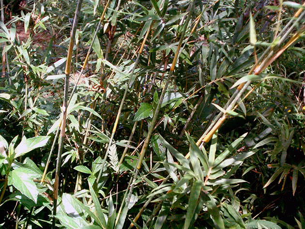 Växande bambu: plantering och vård