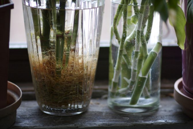 Growing bamboo in water