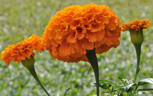 Growing marigolds from seeds. Planting, varieties and properties of marigolds