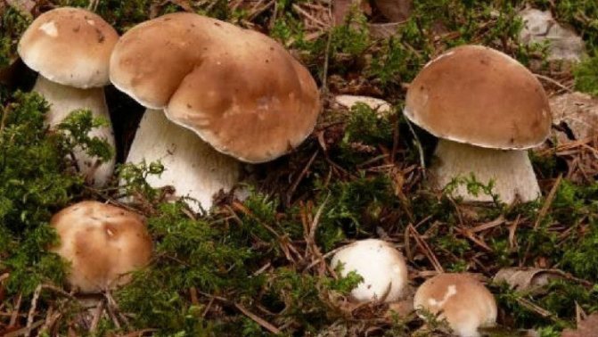 Growing porcini mushrooms on your site (Video)