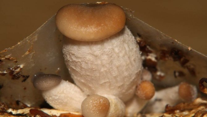 Growing porcini mushrooms at home