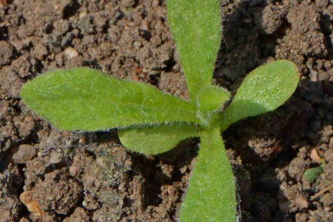Pěstování slaměných listen ze semen