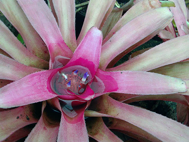 Growing bromeliads at home