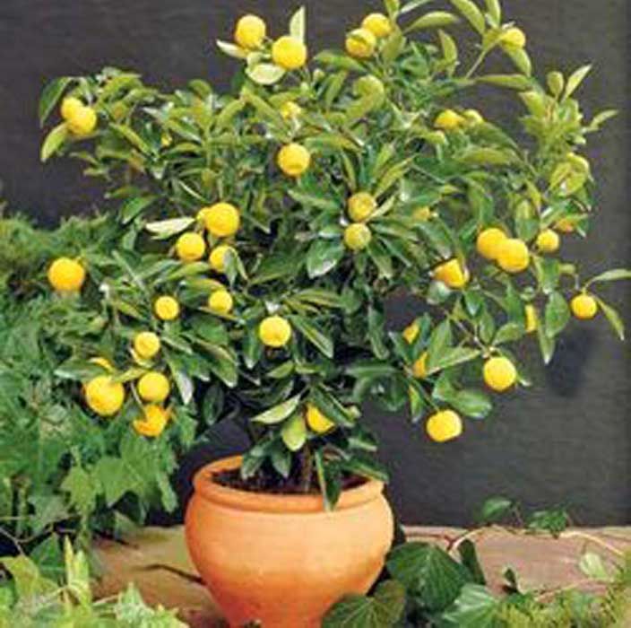 Växande citrus