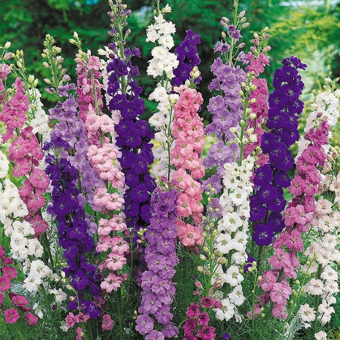 Growing delphiniums, reproduction and care