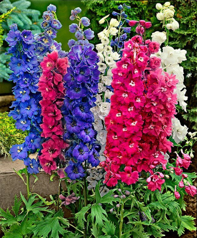 Growing delphiniums, reproduction and care