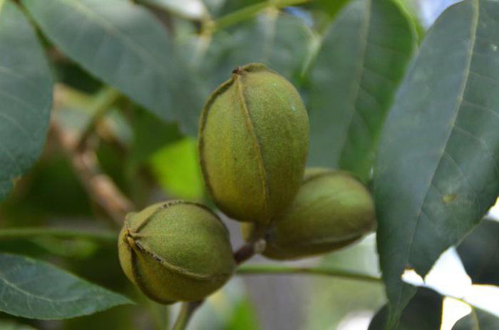 growing walnut tree and care