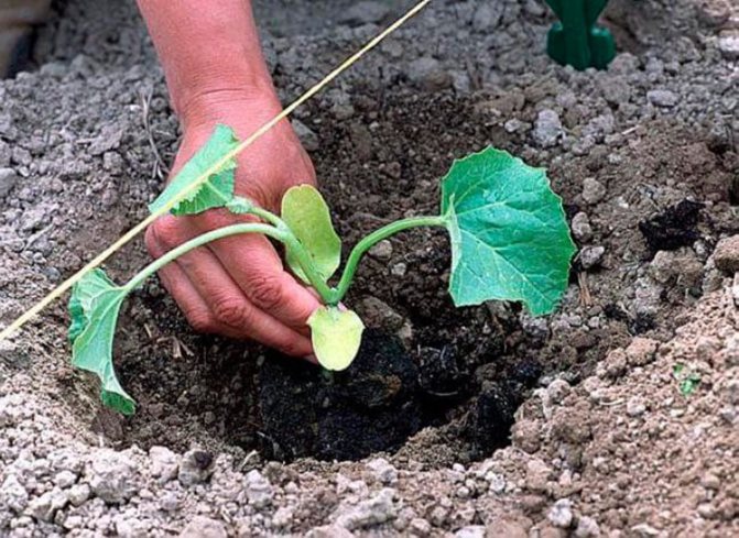 زراعة البطيخ: نصائح لاختيار التنوع والعناية