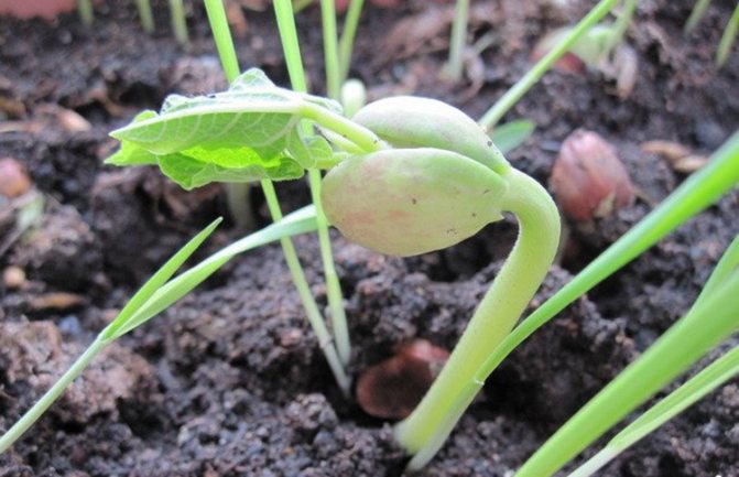 Growing beans on a personal plot