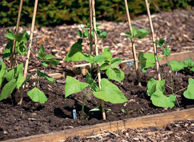 Growing beans on a personal plot