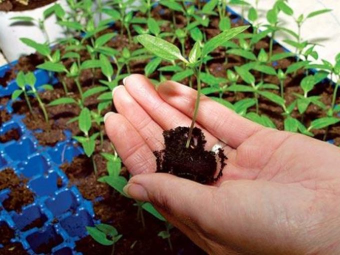 growing physostegia seedlings