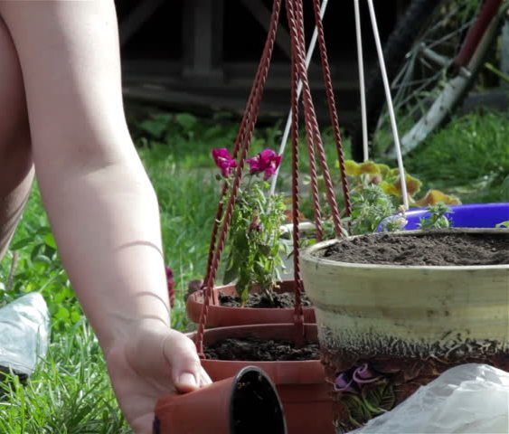 growing geraniums from seeds at home